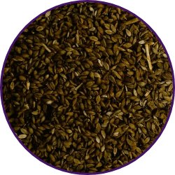 Imagem dos grãos do produto Brachiaria Humidicola cv. Humidicola